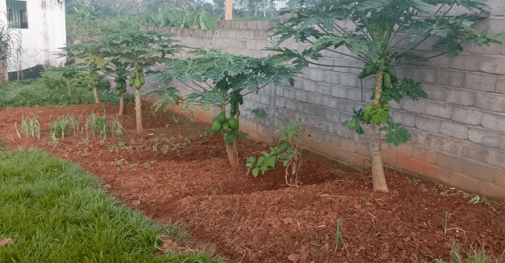 Our expansive playground and agricultural activities provide children with the opportunity to connect with nature while developing physical skills. We encourage outdoor play as a vital part of our educational approach, enhancing both health and well-being. Outdoor Play and Agricultural Activities What We Offer s daycare(pre nursery) nursery 1 and 2, then class 1 to 6. Big play ground. aGRICULTURAL ACTIVITIES.