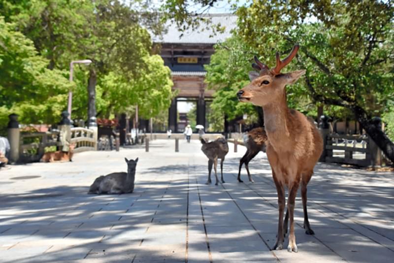 【精彩大阪】京阪神奈半自助 五日