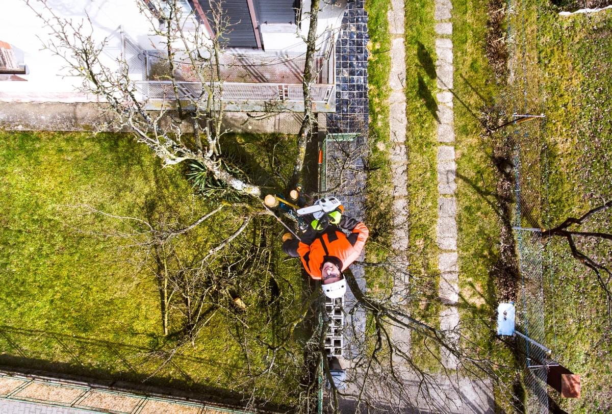 Components to Help You Choose the Best tree care specia...