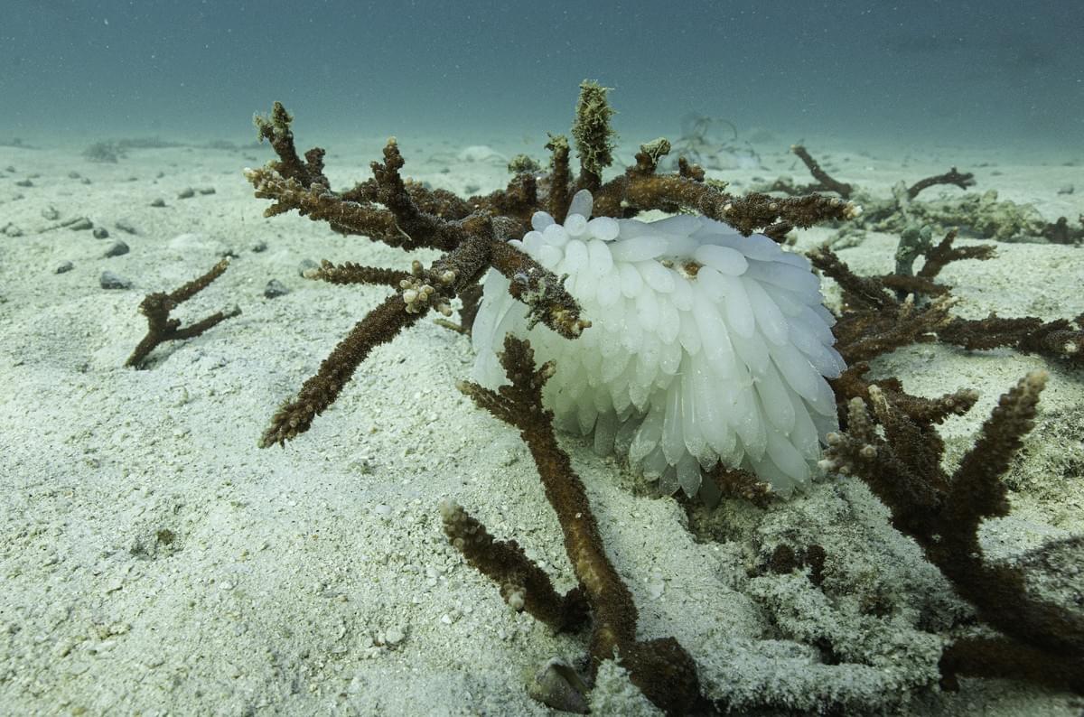 Honeymoon island day tour (Myanmar)