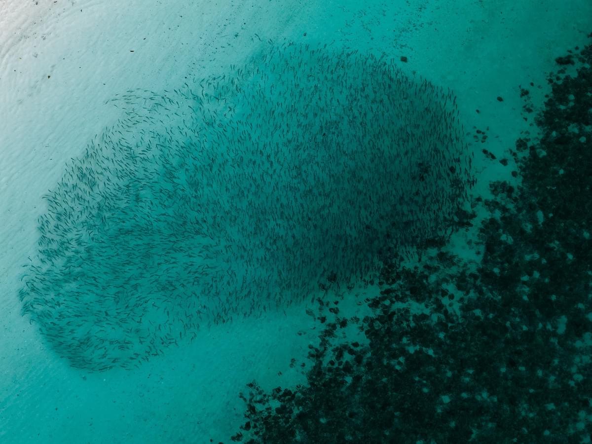 Honeymoon island day tour (Myanmar)