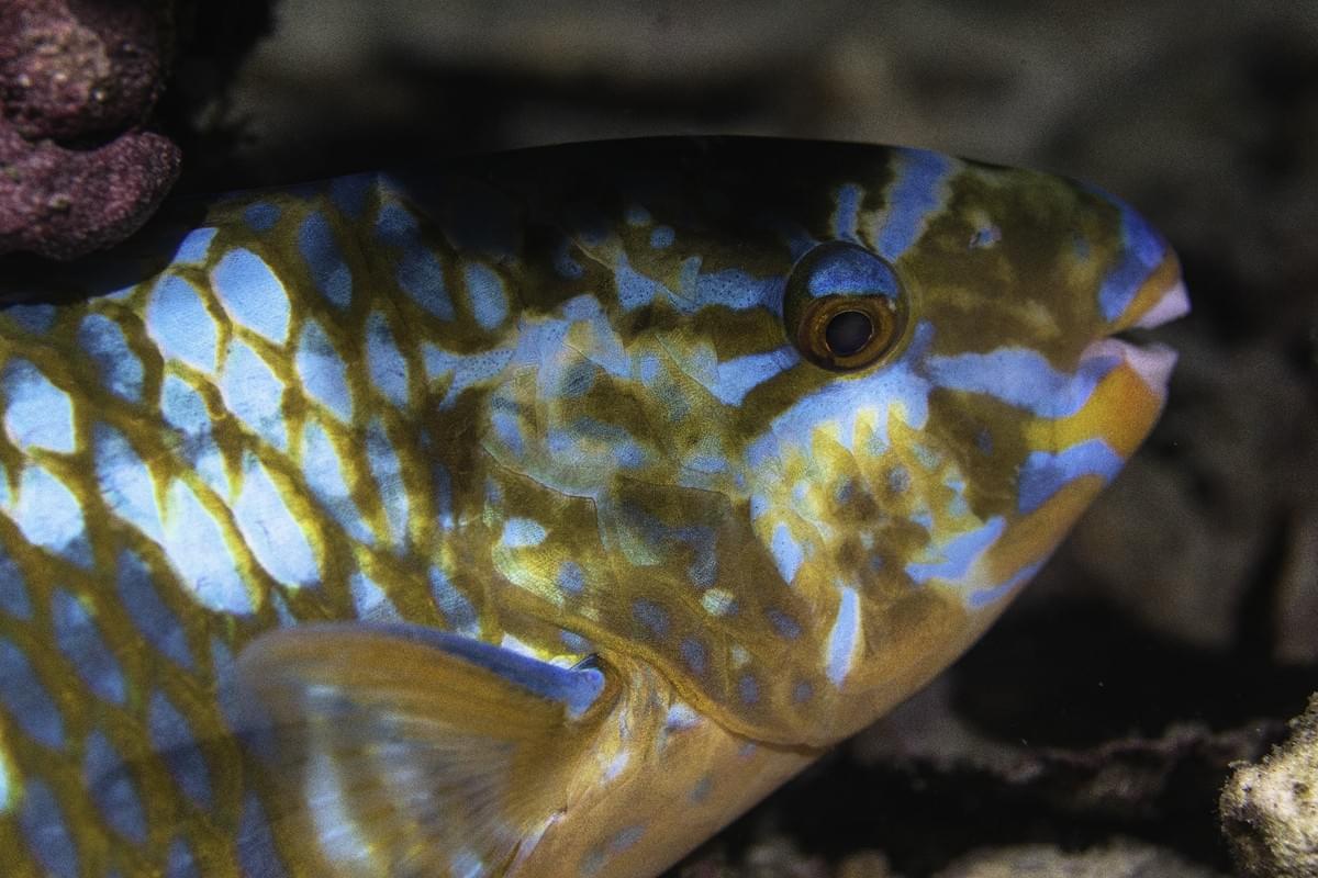 Honeymoon island day tour (Myanmar)