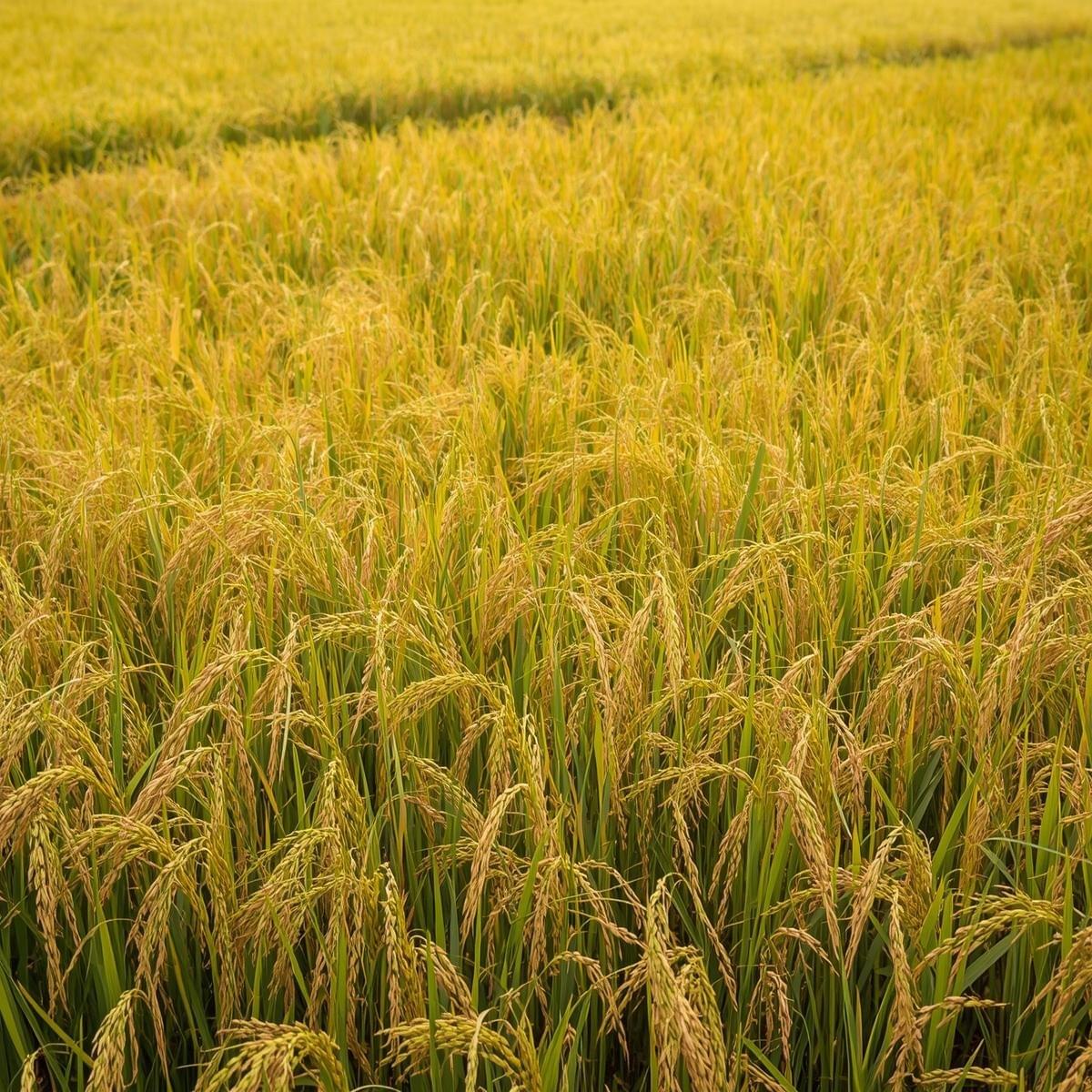 光醇米・富麗之光 1.5kg（先行予約）