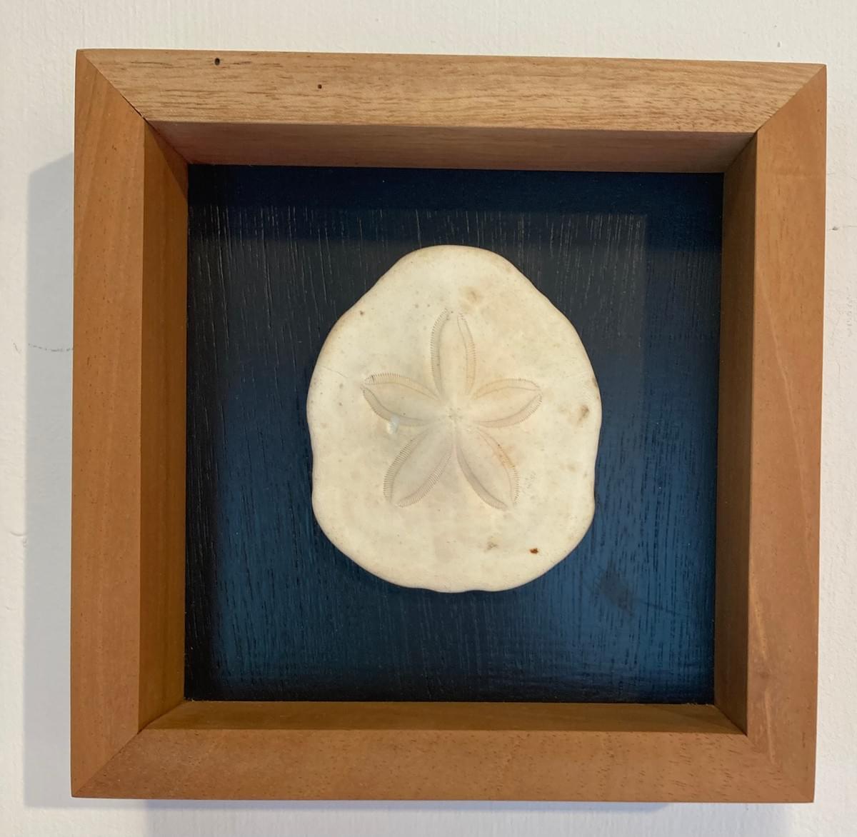 Décoration Murale Oursin Dollars 