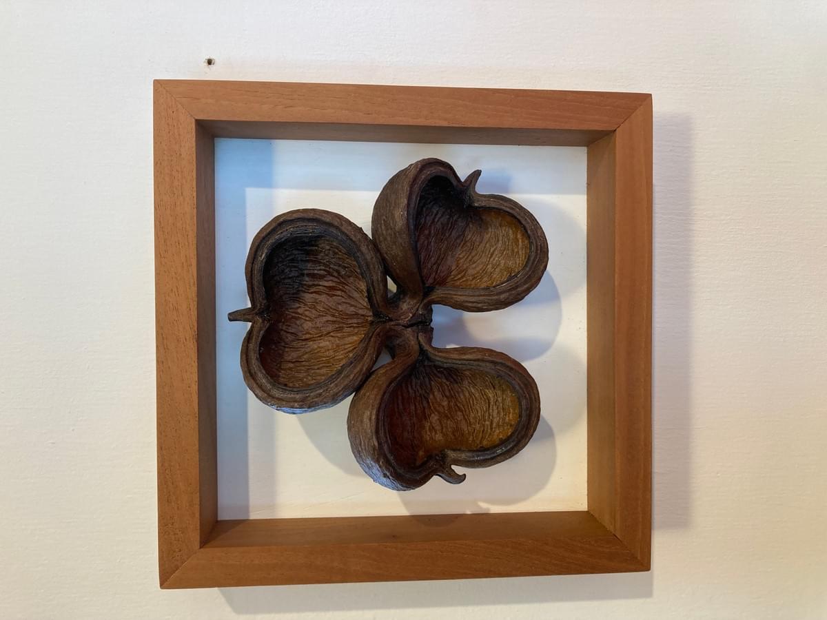 Décoration Murale Gousse de Châtaignier Marron 