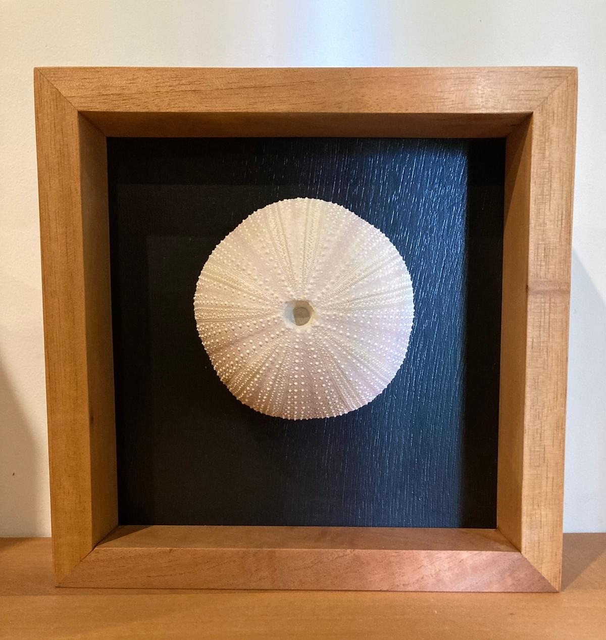 Décoration Murale Oursin