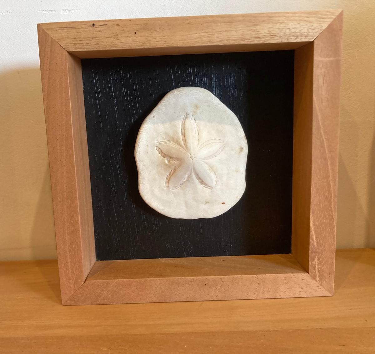 Décoration Murale Oursin Dollars 