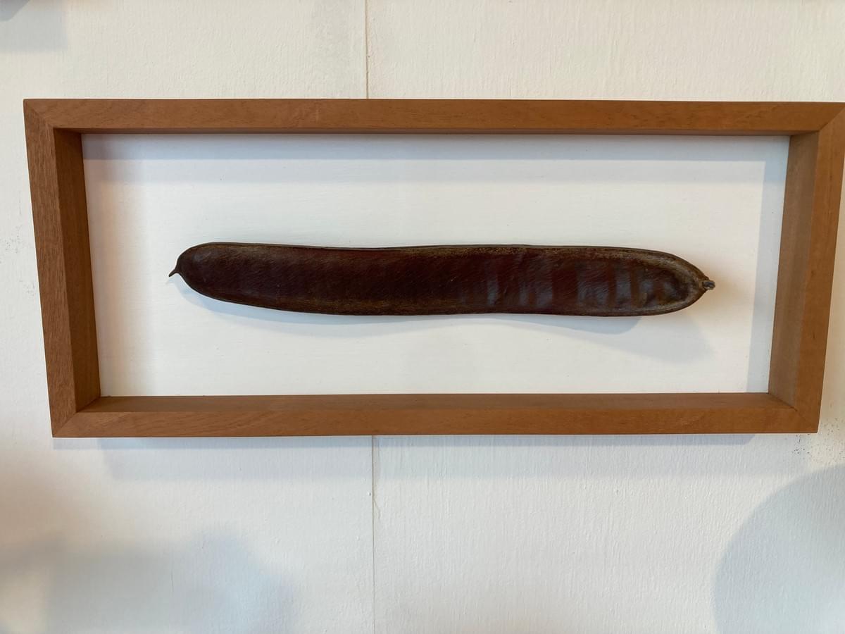 Décoration Murale Gousse de Flamboyant 