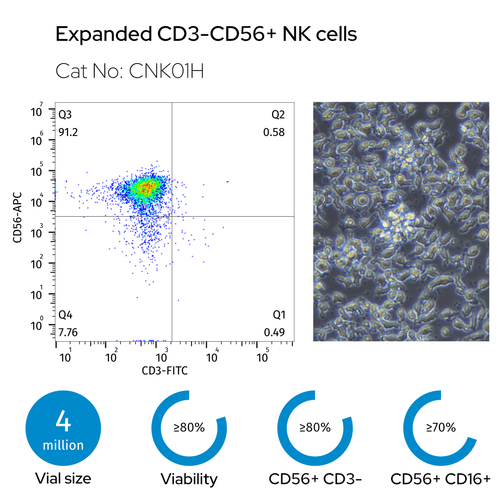 Expanded CD3-CD56+ NK cells (CNK01H). Flow cytometry plot (91.2% CD56+ CD3-) and photomicrograph. Specs: 4 million vial size, ≥80% viability, ≥80% CD56+ CD3- fraction, ≥70% CD56+ CD16+ fraction.