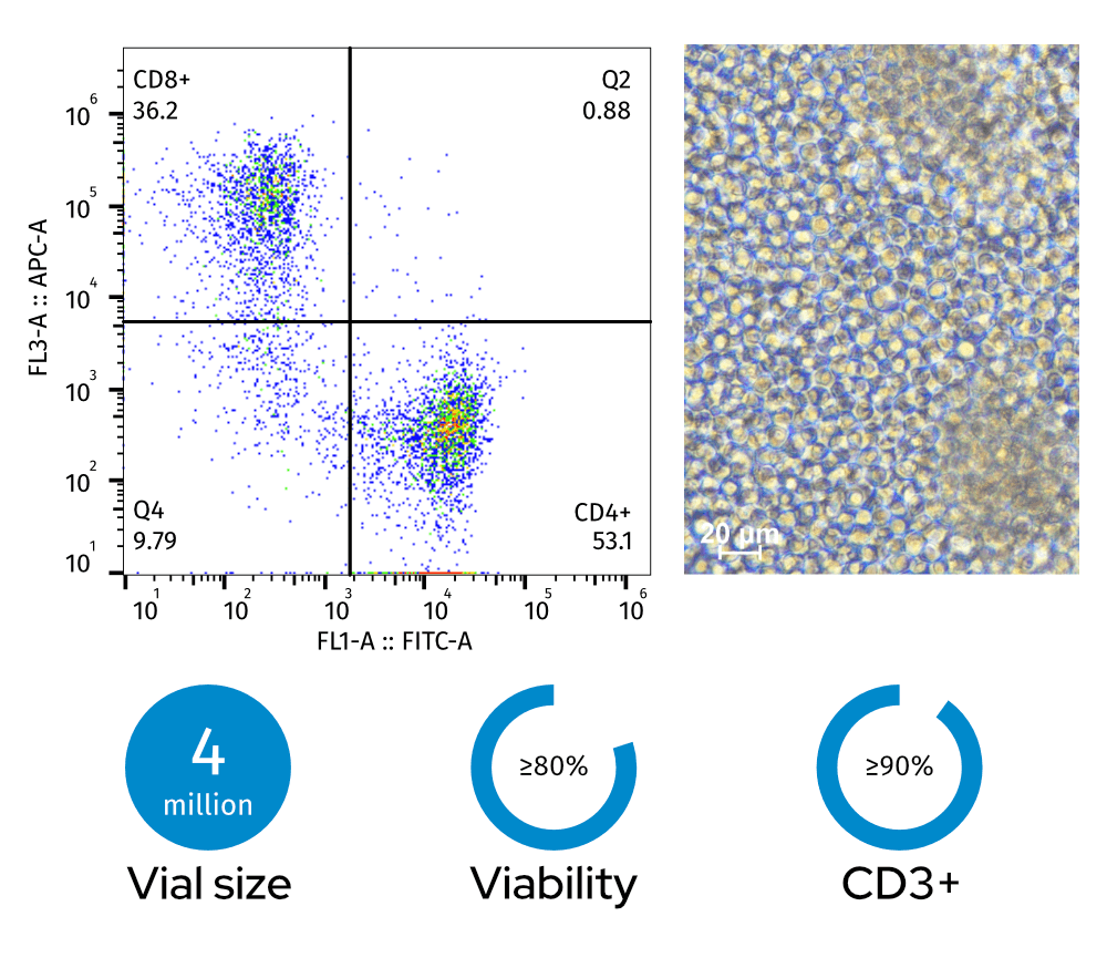 Left: Flow cytometry plot (36.2% CD8+, 53.1% CD4+); Right: photomicrograph of pan T cells (scale bar: 20 µm). Bottom: 4 million vial size, ≥80% viability, ≥90% CD3+ fraction