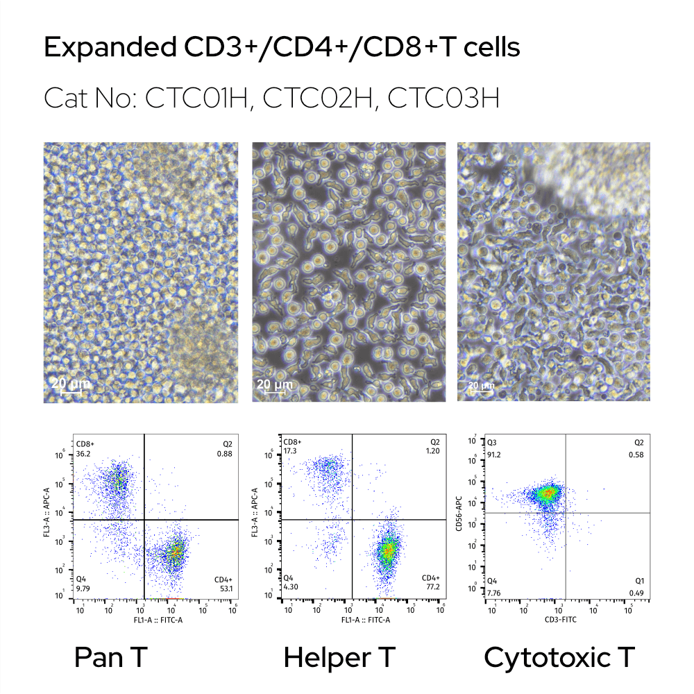 Expanded human T cells — pan T (CTC01H), CD4+ helper (CTC02H), CD8+ cytotoxic (CTC03H). Photomicrographs and flow cytometry plots for each subtype.