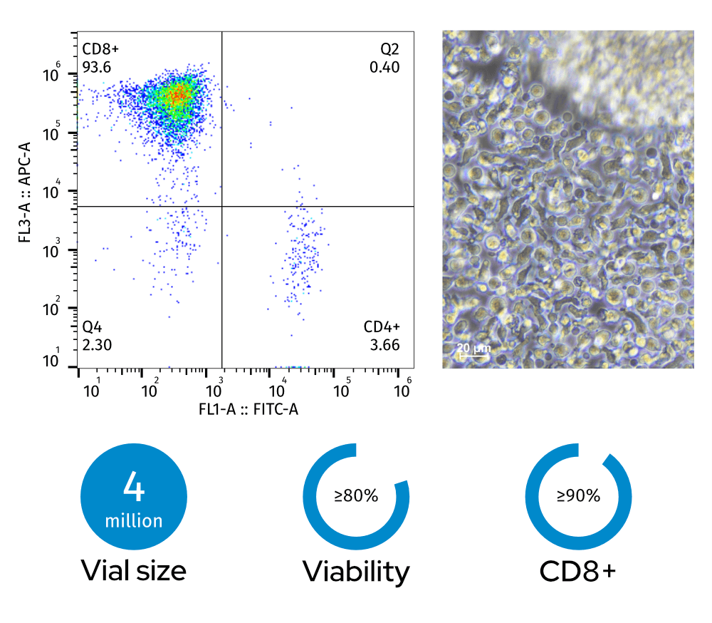 Left: Flow cytometry plot (93.6% CD8+, 3.66% CD4+); Right: photomicrograph of CD8+ cytotoxic T cells (scale bar: 20 µm). Bottom: 4 million vial size, ≥80% viability, ≥90%  CD8+ fraction