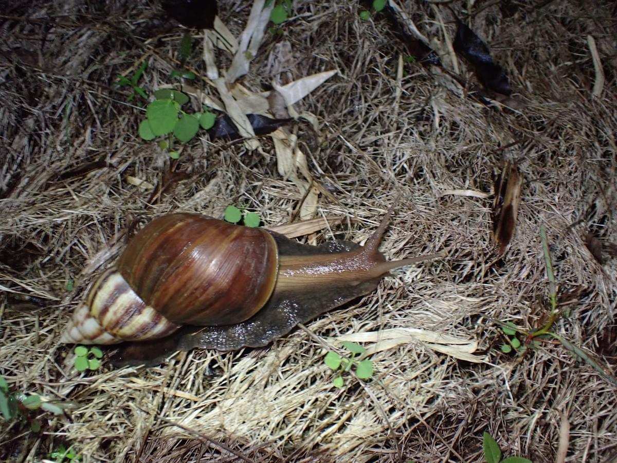 蝸牛1