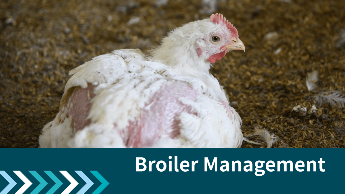 Learn the best broiler chicken management practices, from breeding and nutrition to biosecurity and welfare, for successful poultry farming and production.