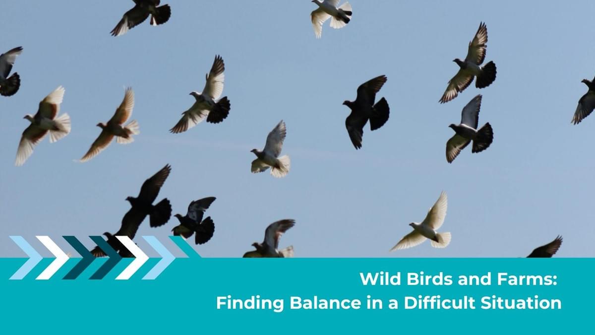  Wild Birds and Farms: Finding Balance with Humane AI Bird Control | iCHASE