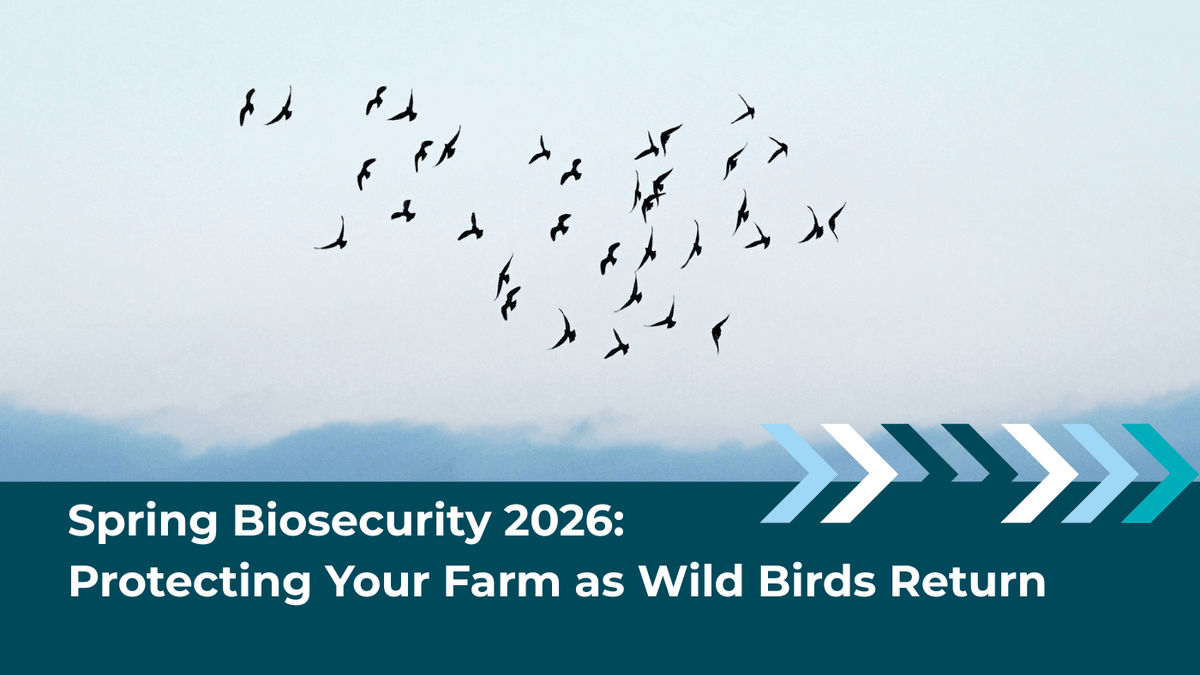 As wild birds migrate in Spring 2026, HPAI risks skyrocket. Learn 4 critical steps to secure your facility, including the role of AI-powered bird deterrence.