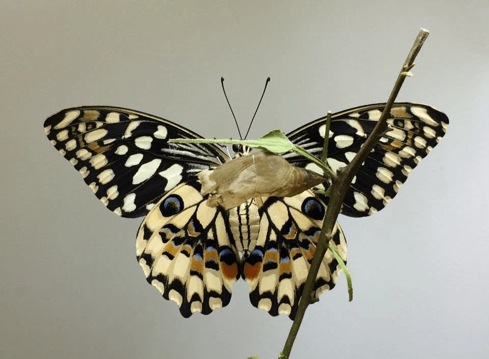 花鳳蝶 Common Lime Butterrfly Papilio Demoleus 花鳳蝶 Common Lime Butterrfly Papilio Demoleus