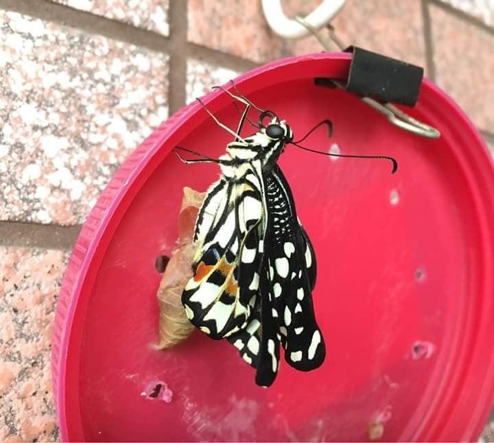 花鳳蝶 Common Lime Butterrfly Papilio Demoleus 花鳳蝶 Common Lime Butterrfly Papilio Demoleus