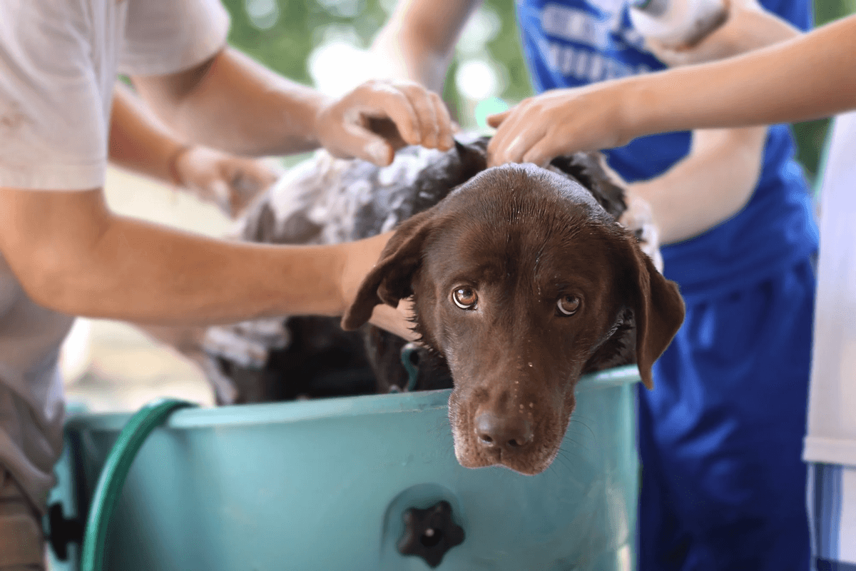 Everything You Need to Know About Dog Wash Services
