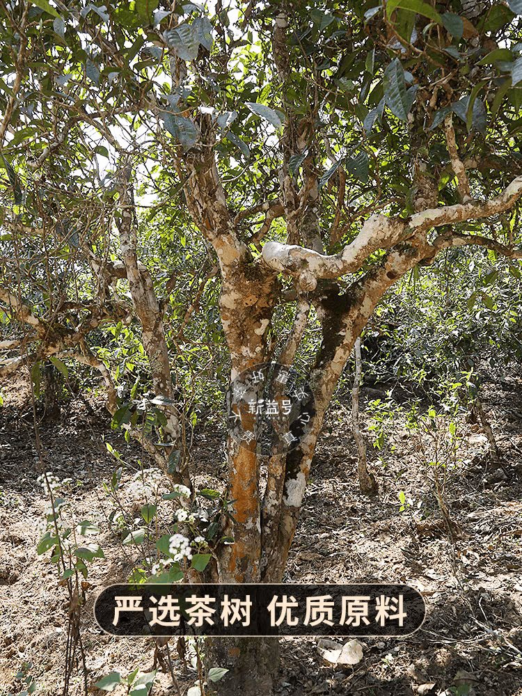 新益号月光白 2021年头春古树茶 生茶 压制茶  Xinyi Moonlight White 2021 Spring Ancient Tree Tea
