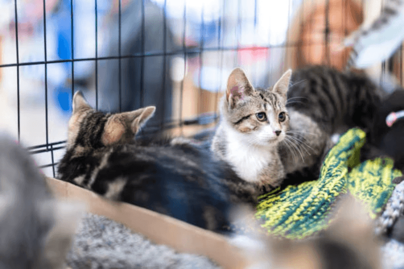 Developing a Feline Kennel A Comprehensive Overview