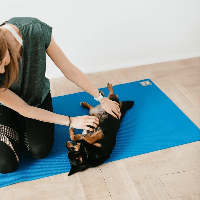 Medical training soin coopératif Wilogne Paws toilettage Houffalize