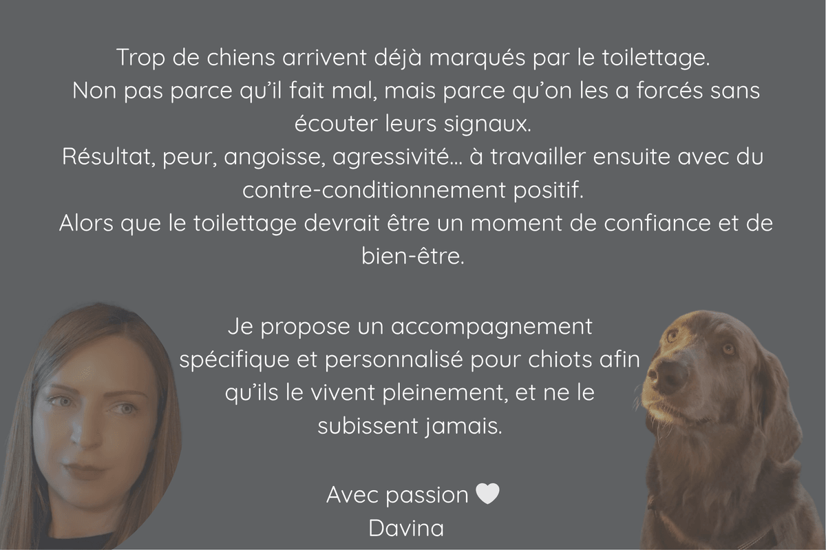 Un chiot sensibilisé, c’est un chien fragilisé. Trop de chiens arrivent déjà marqués par le toilettage.  Non pas parce qu’il fait mal, mais parce qu’on les a forcés sans écouter leurs signaux. Résultat, peur, angoisse, agressivité… à travailler ensuite avec du contre-conditionnement positif.  Alors que le toilettage devrait être un moment de confiance et de bien-être.Je propose un accompagnement spécifique et personnalisé pour chiots afin qu’ils le vivent pleinement, et ne le subissent jamais.     Avec passion 🤍  Davina Houffalize