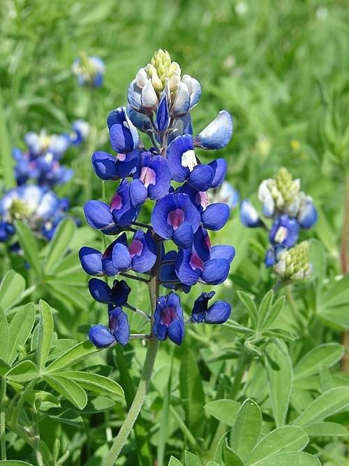 Texas State Flower Blue Bonnet near Waxahachie TX
