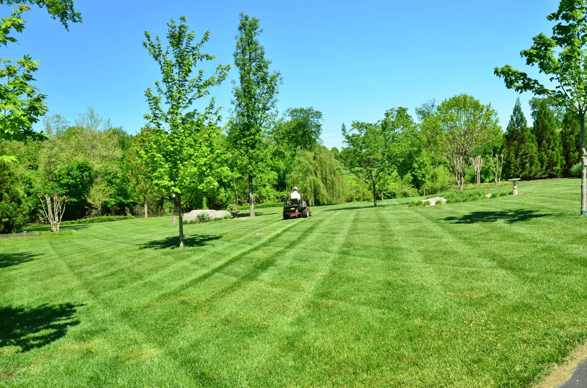 Yard Treatment Crucial Tips for a Rich, Ecofriendly L...