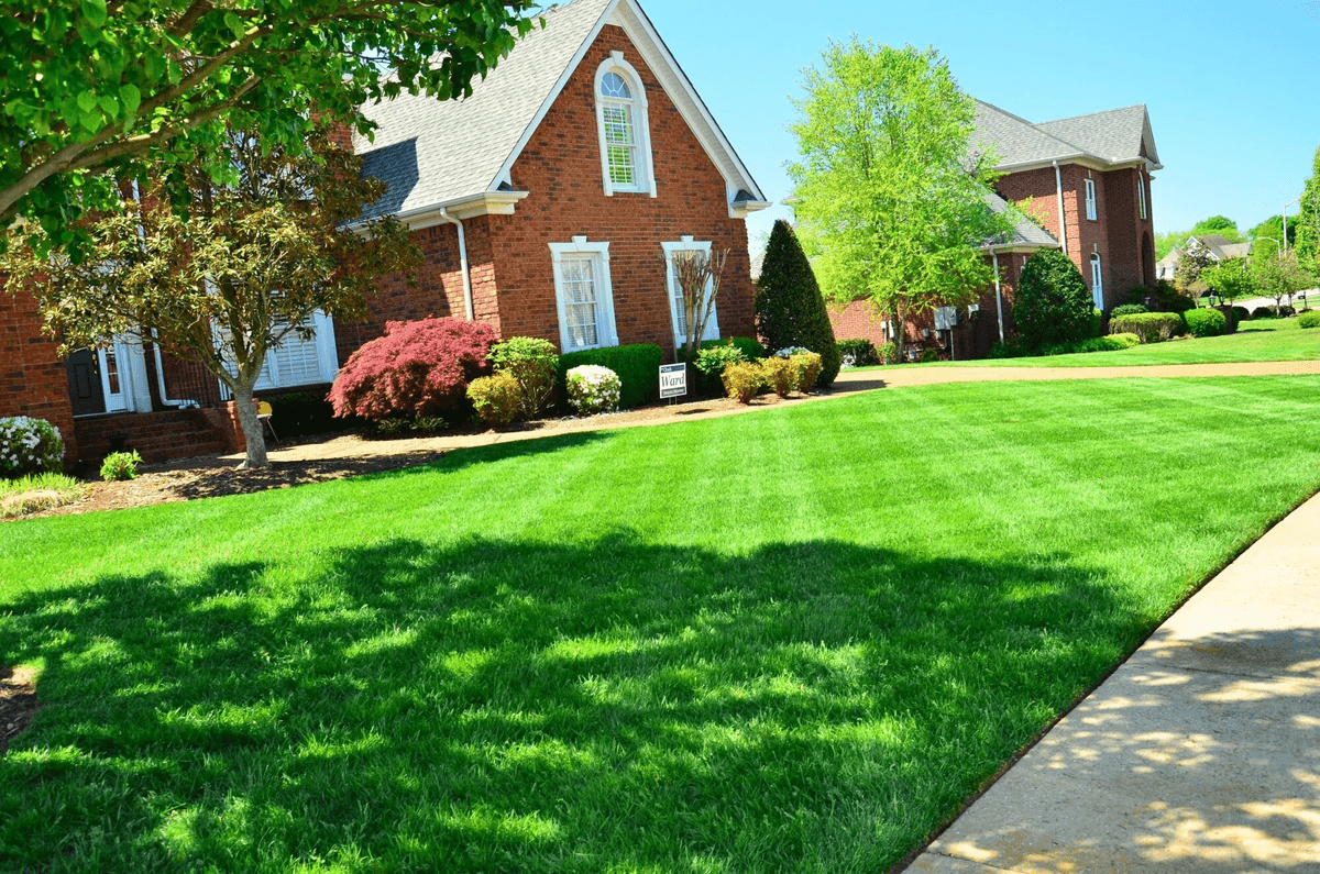 Grass Care Tips for a Lush, Environmentfriendly Lawn
