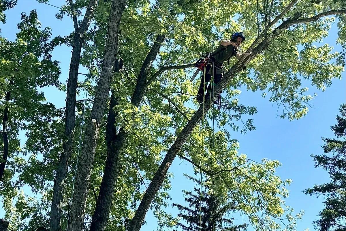 Tree trimmer at work making cut waukesha, wi