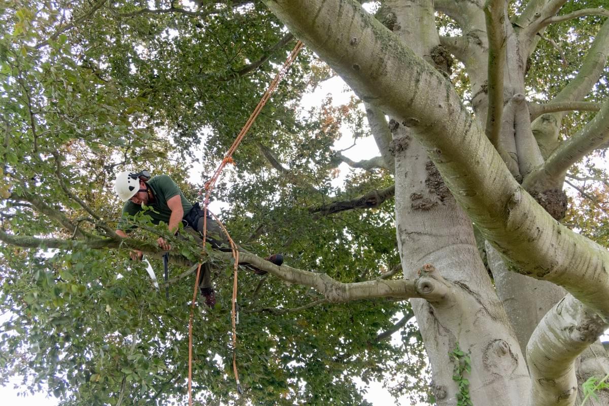 Comprehending the Importance of Specialist Tree Service...