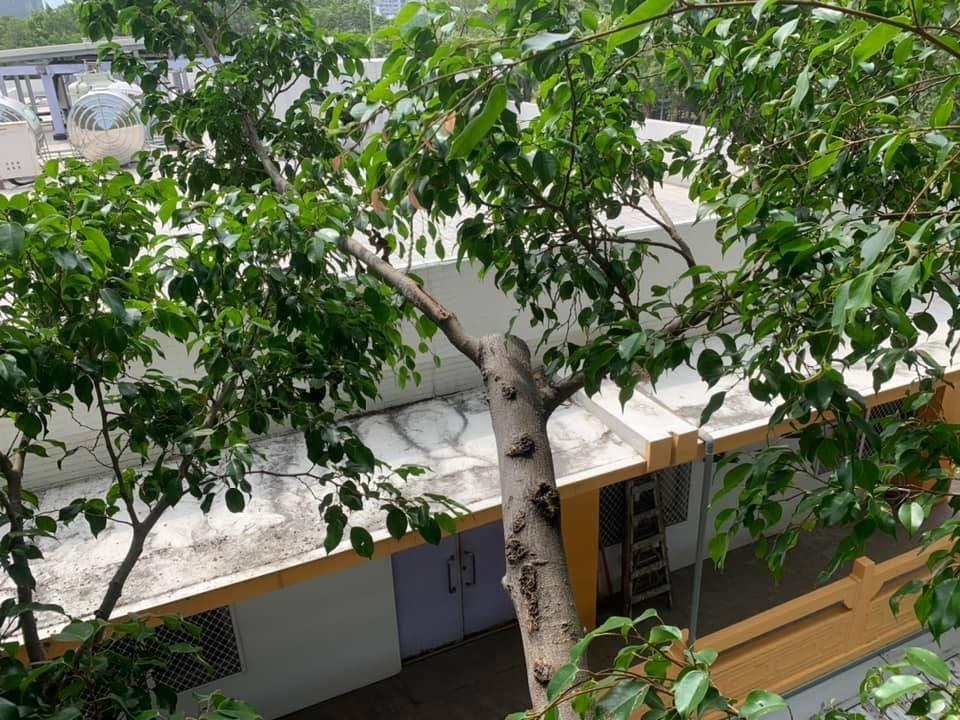 Section image