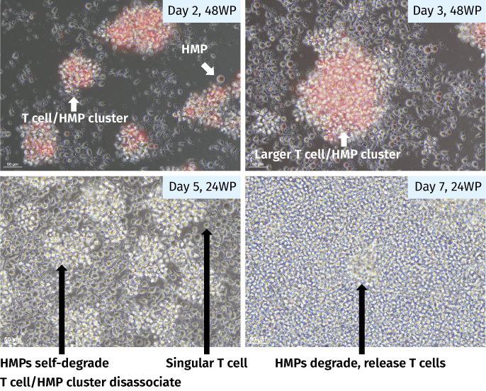 AimTconv 水凝胶微粒（HMPs）可自行水解降解，省去去珠步骤，让工作流程更高效 !