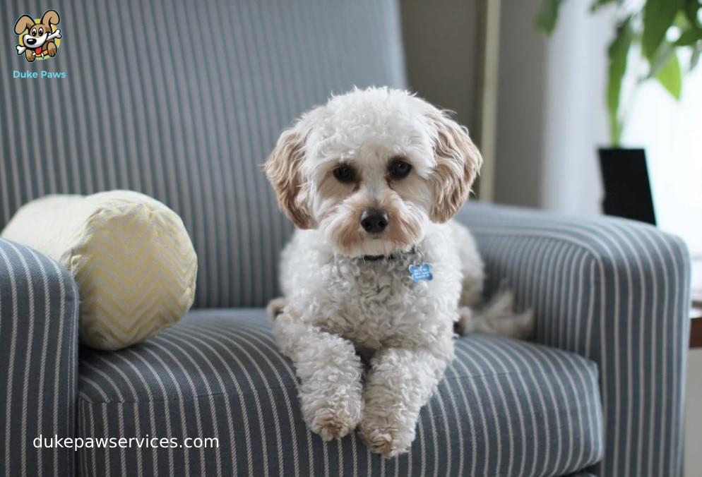 Dog Daycare Hialeah Dog Boarding Miami Shores Pet W...