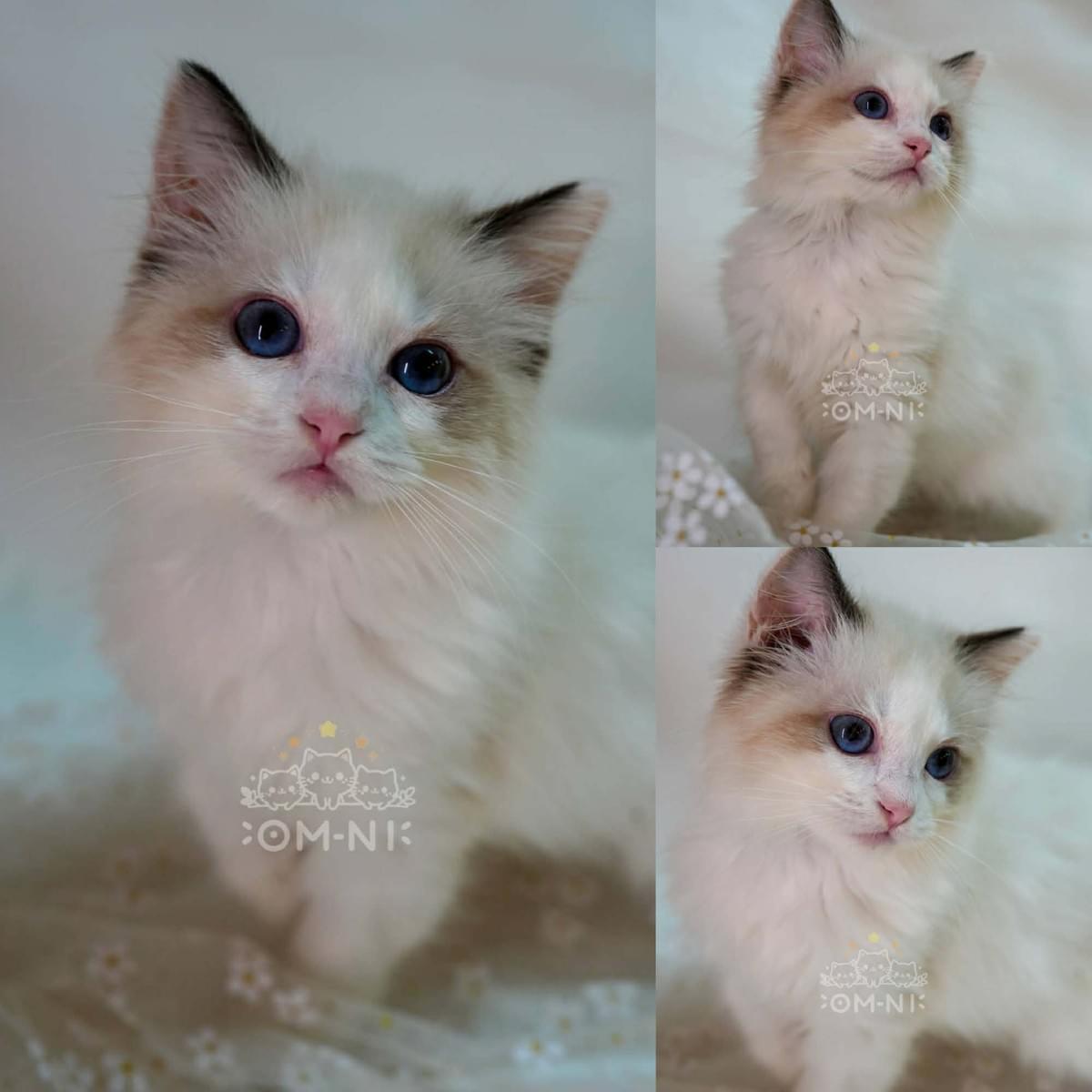 氣質出眾的美女海豹雙色妹妹--娜娜姐 (已客訂)