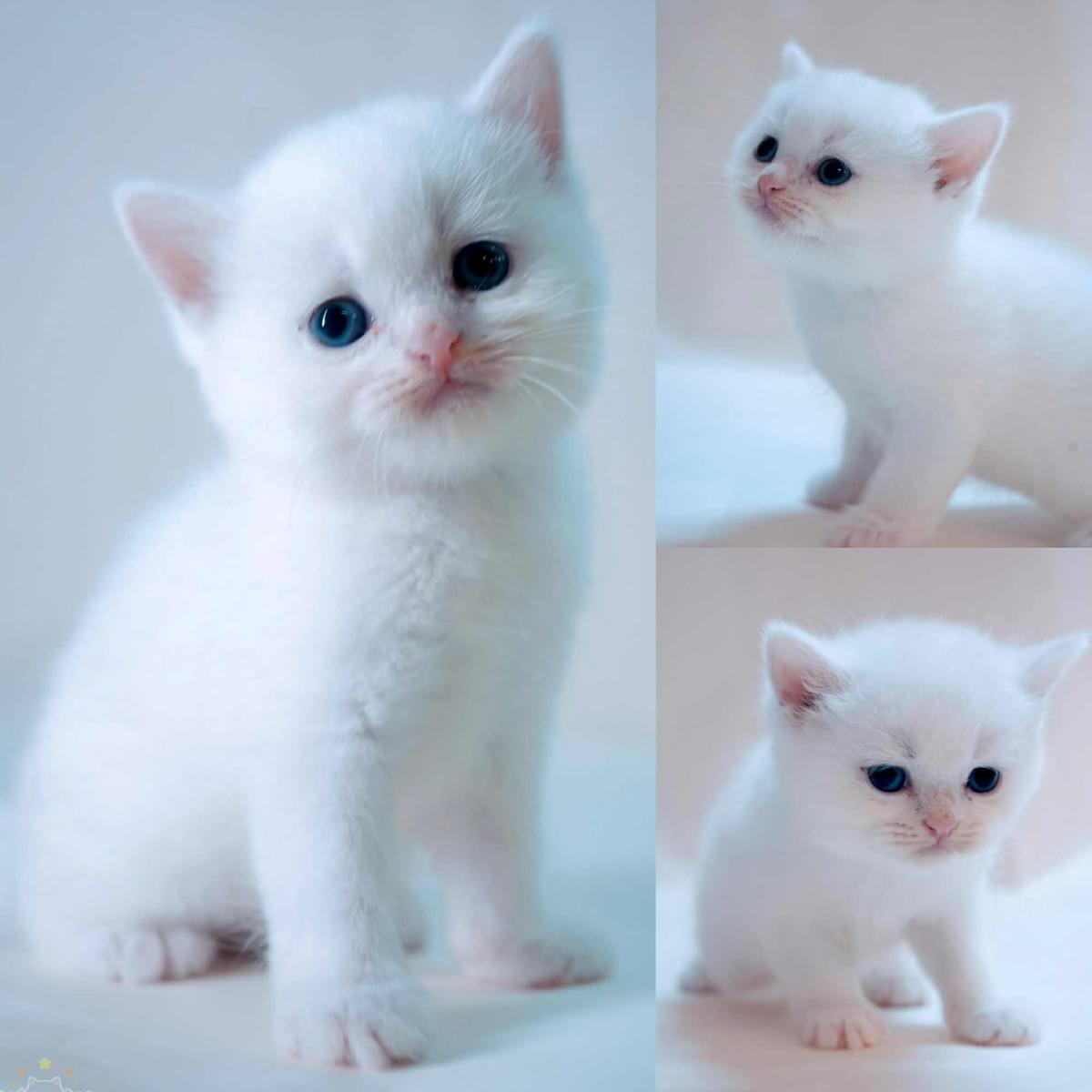 可愛的小包臉英短妹妹-雪球