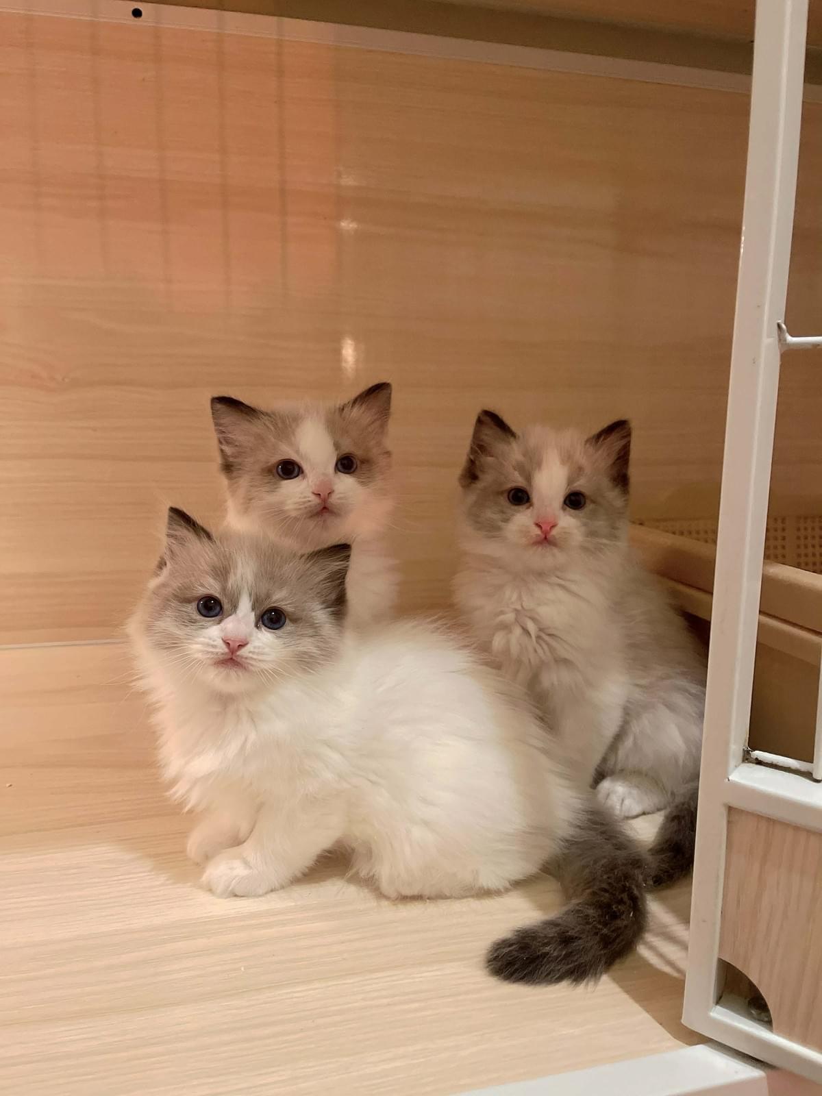 漂亮的海豹雙色弟弟妹妹