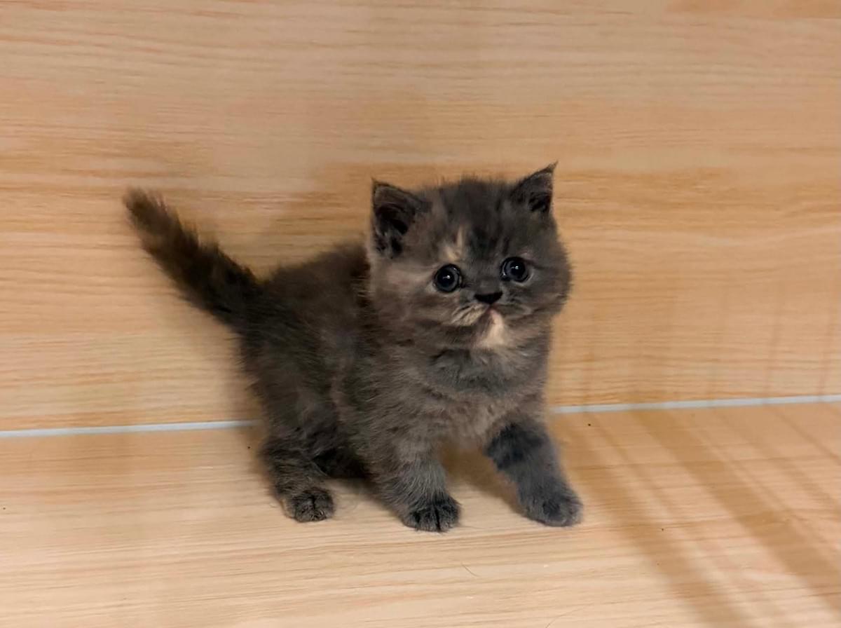 大眼圓臉可愛的藍奶玳瑁短毛妹妹）