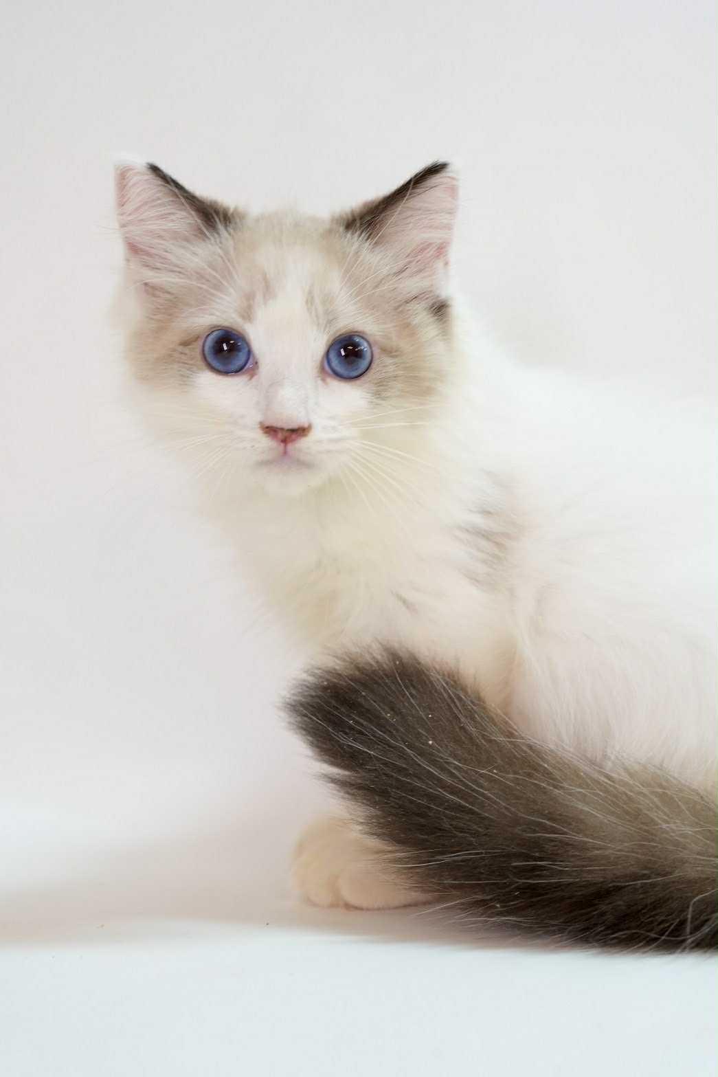 斯文小生的海豹雙色布偶弟弟--左左