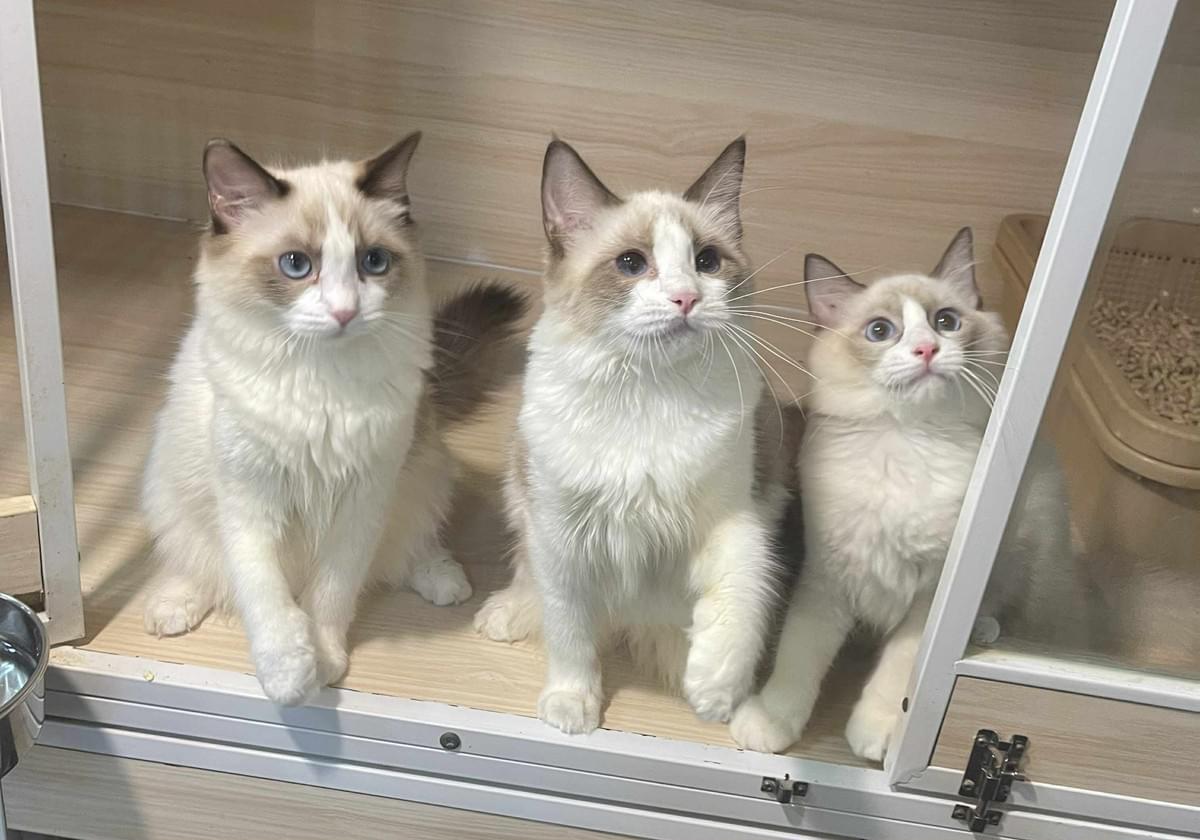 大頭花-雙株海豹雙色布偶妹妹