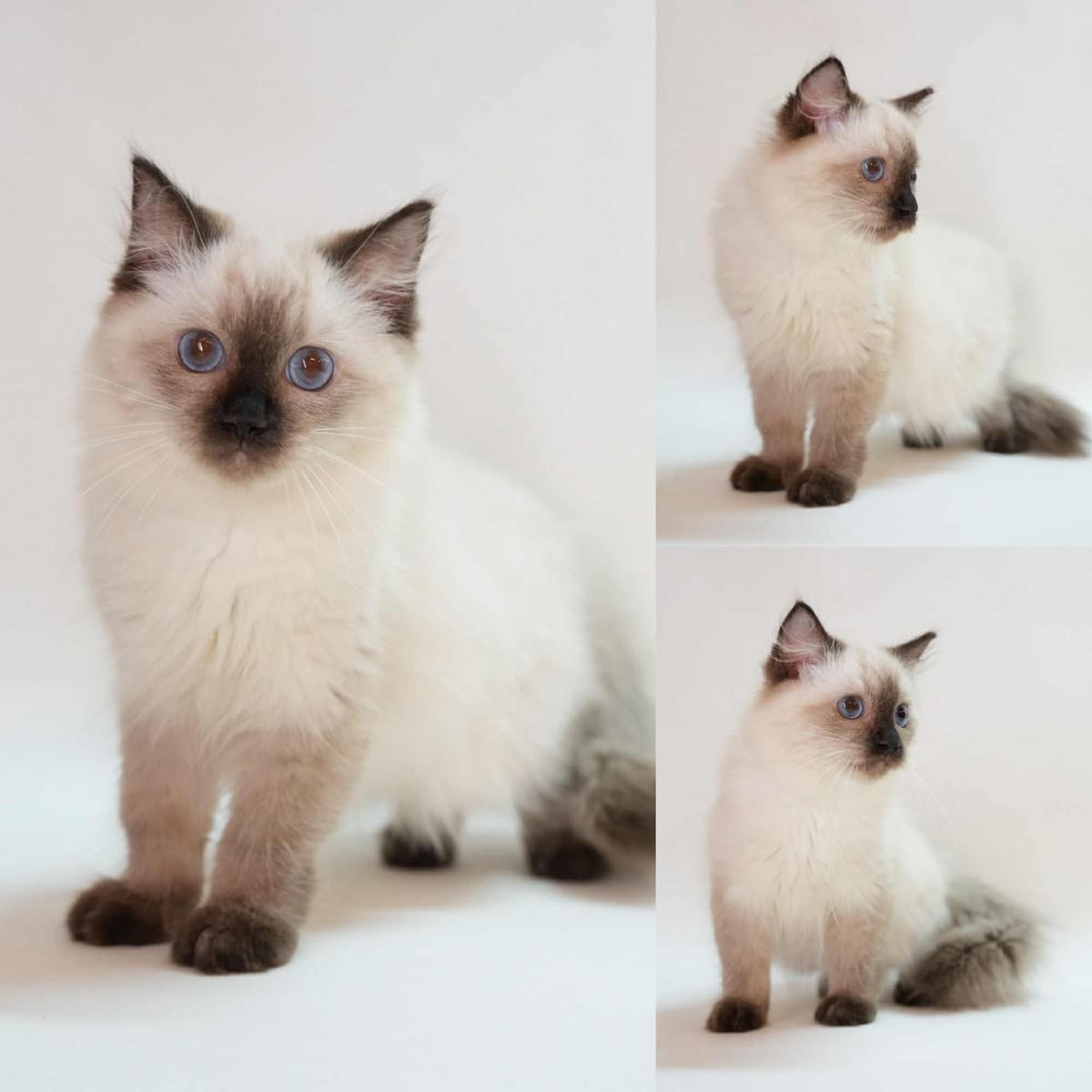 重點手套色布偶妹妹--Linda