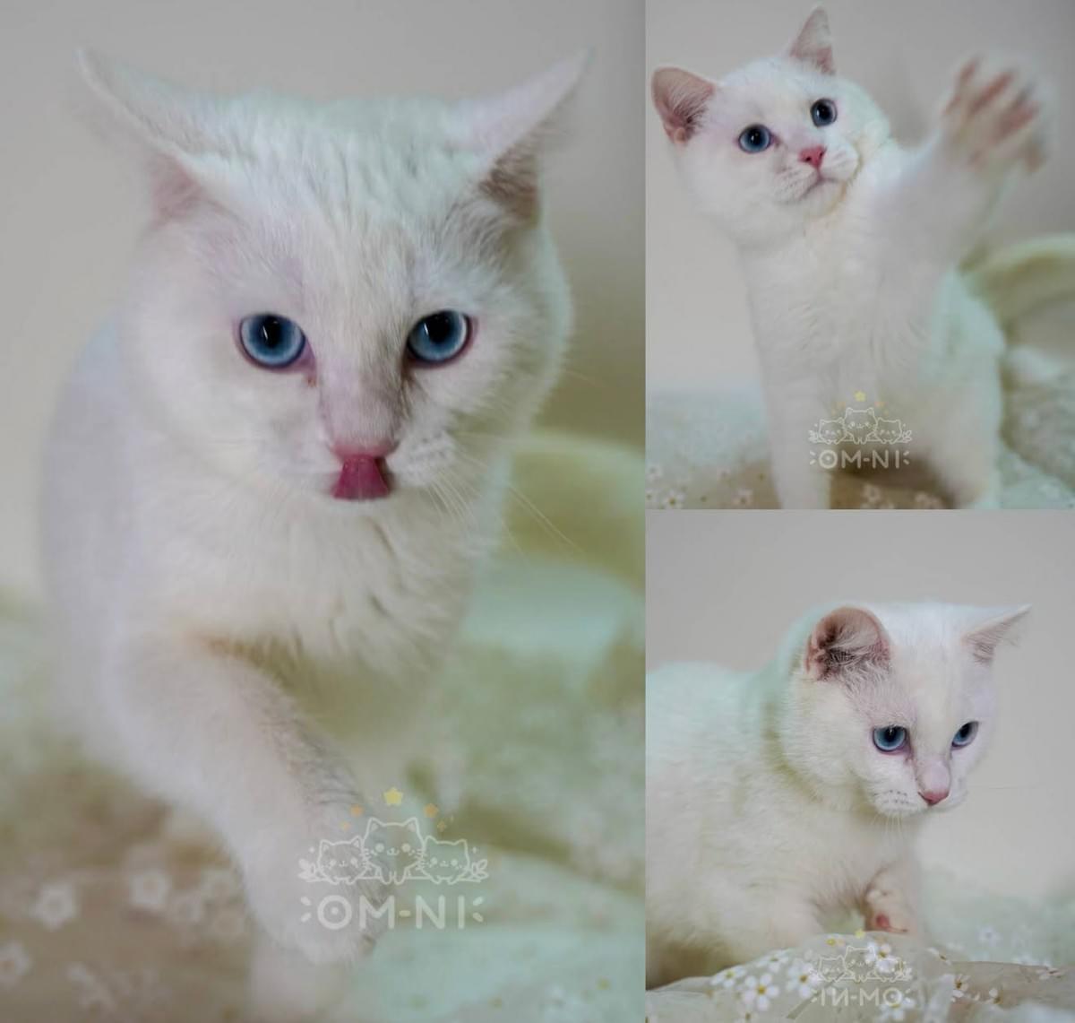 優惠找家—可愛超圓臉白英短藍眼弟弟