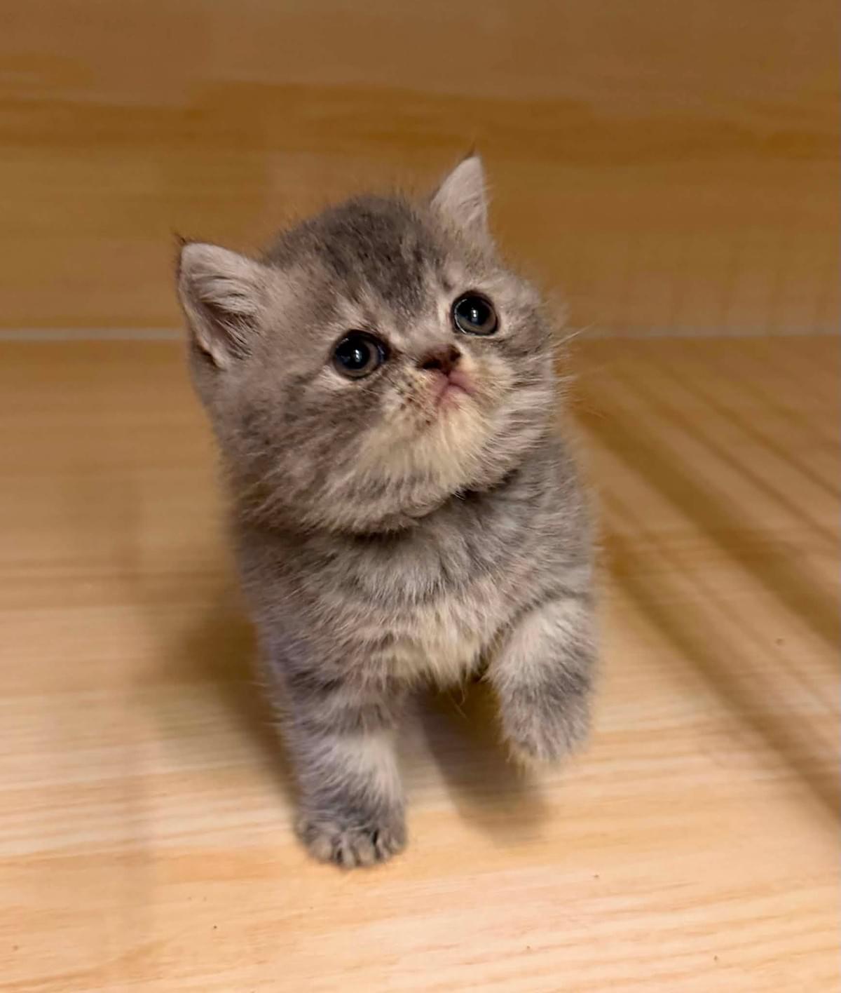 甜美圓臉藍奶色調虎斑妹妹--波波