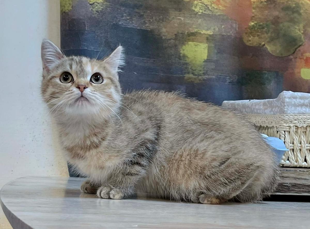 害羞靦腆的金虎斑英短妹妹--萱虎