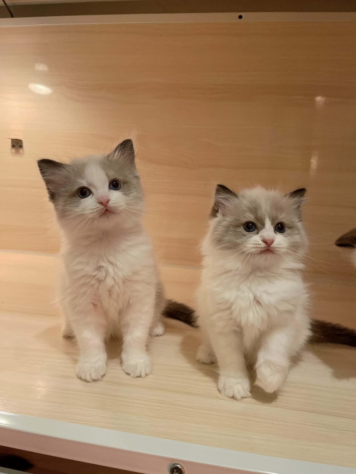 漂亮的海豹雙色弟弟妹妹