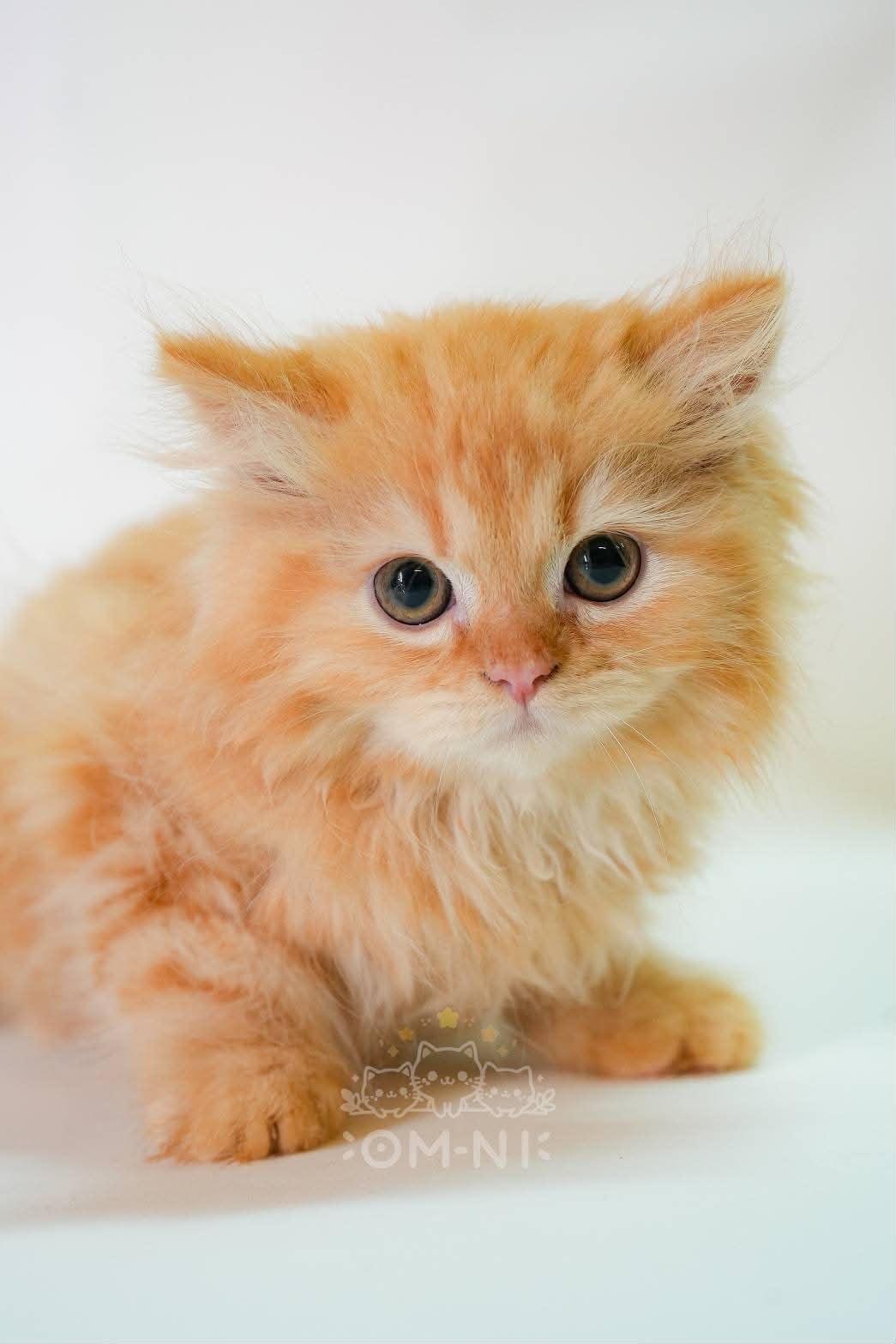 超親人的愛吃橘英長弟弟--福吉