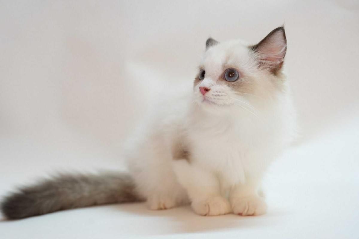 大頭花海豹雙色布偶弟弟