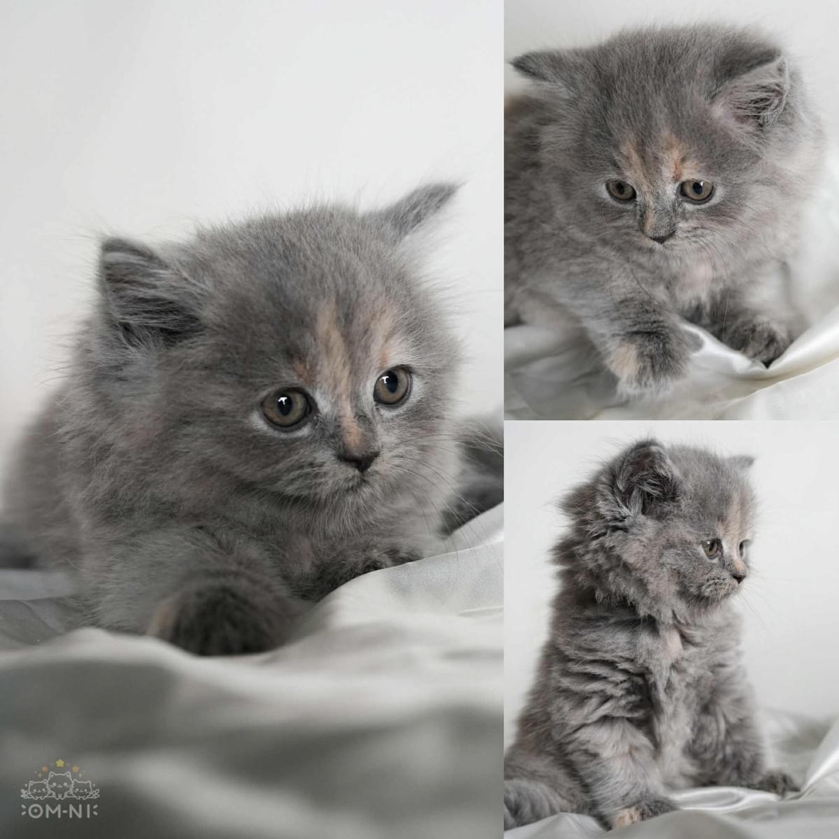 淺奶玳帽色英長妹妹--夢夢