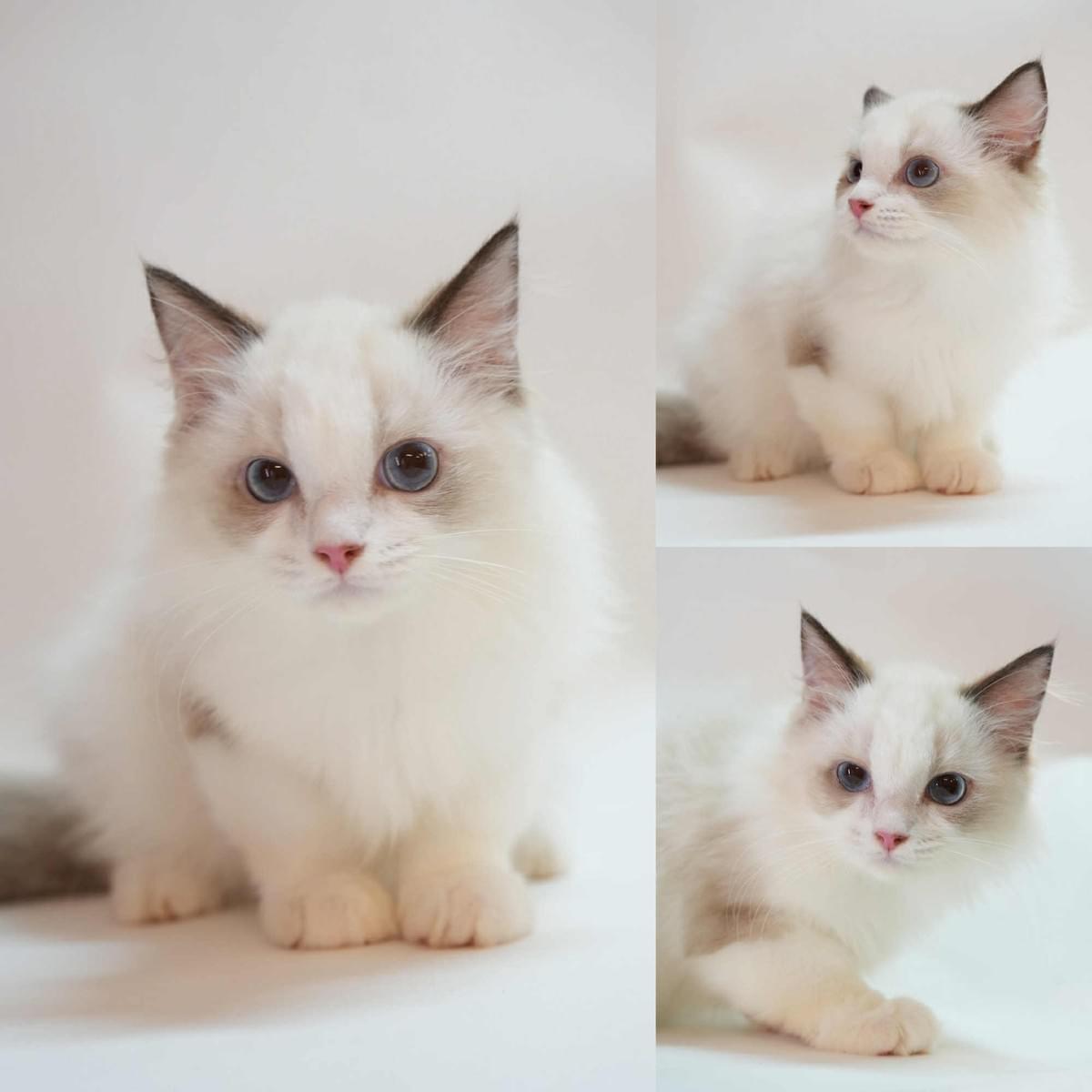 大頭花海豹雙色布偶弟弟